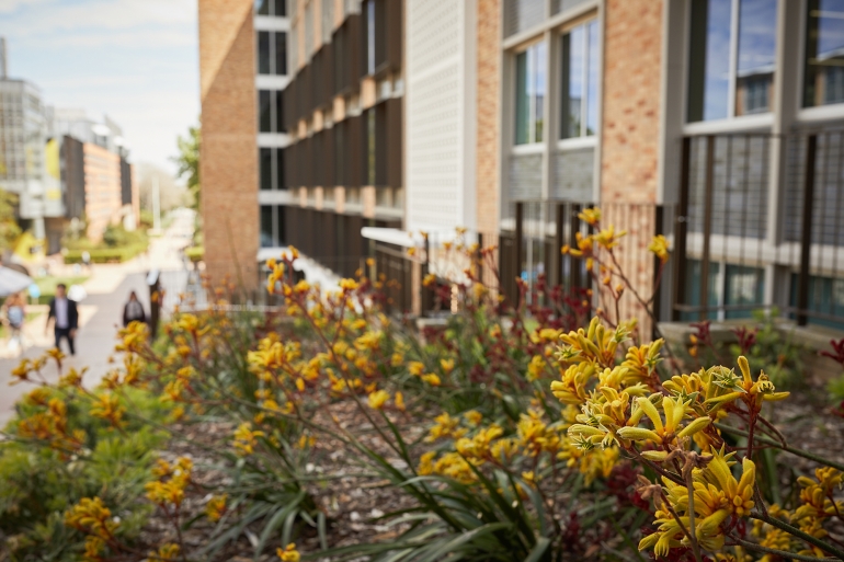 Kangaroo Paw at EEB