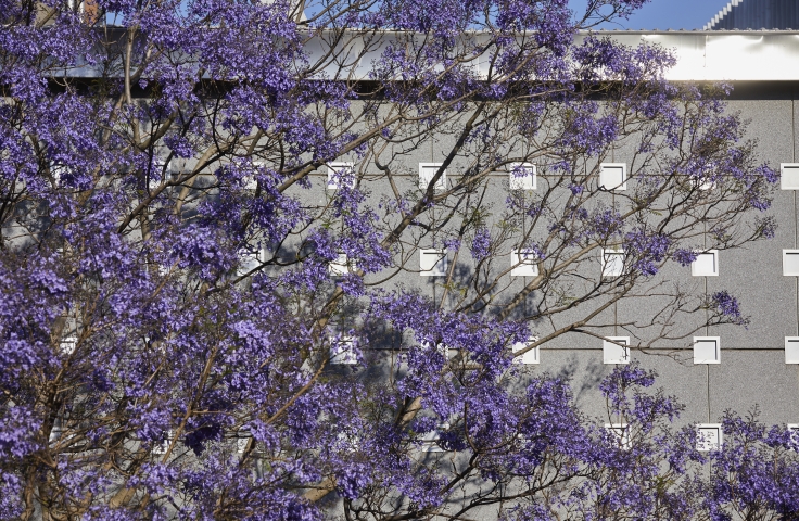 Jacaranda_052